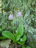 ladyslippers.jpg