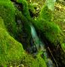moss1.jpg